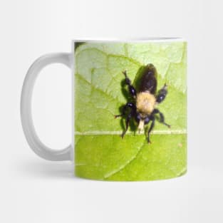 Robber Fly Mug